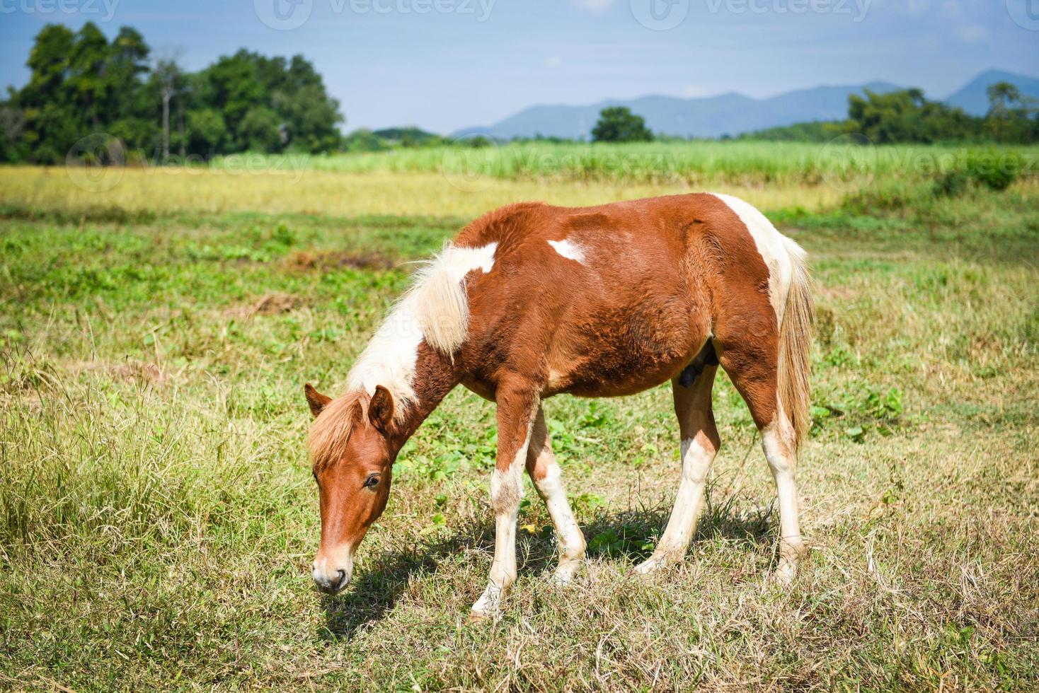 Red horse or brown horse grazing eat grass on field photo