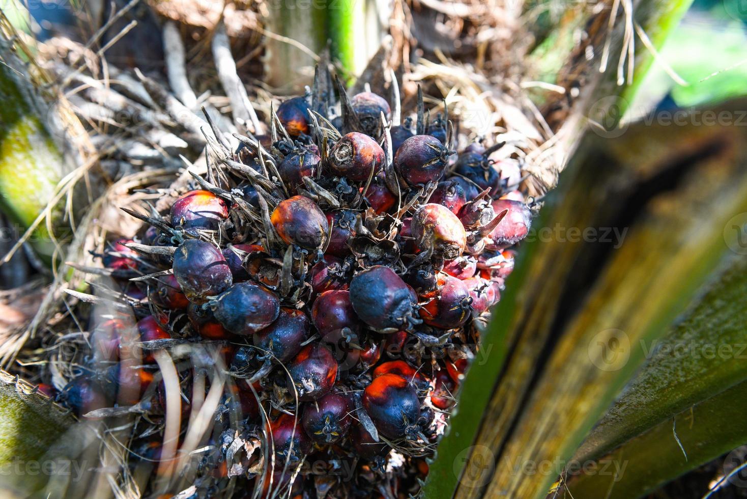 Palm plantation, Palm oil on the crops in green, tropical tree plant palm fruit tree fields nature agricultural farm photo