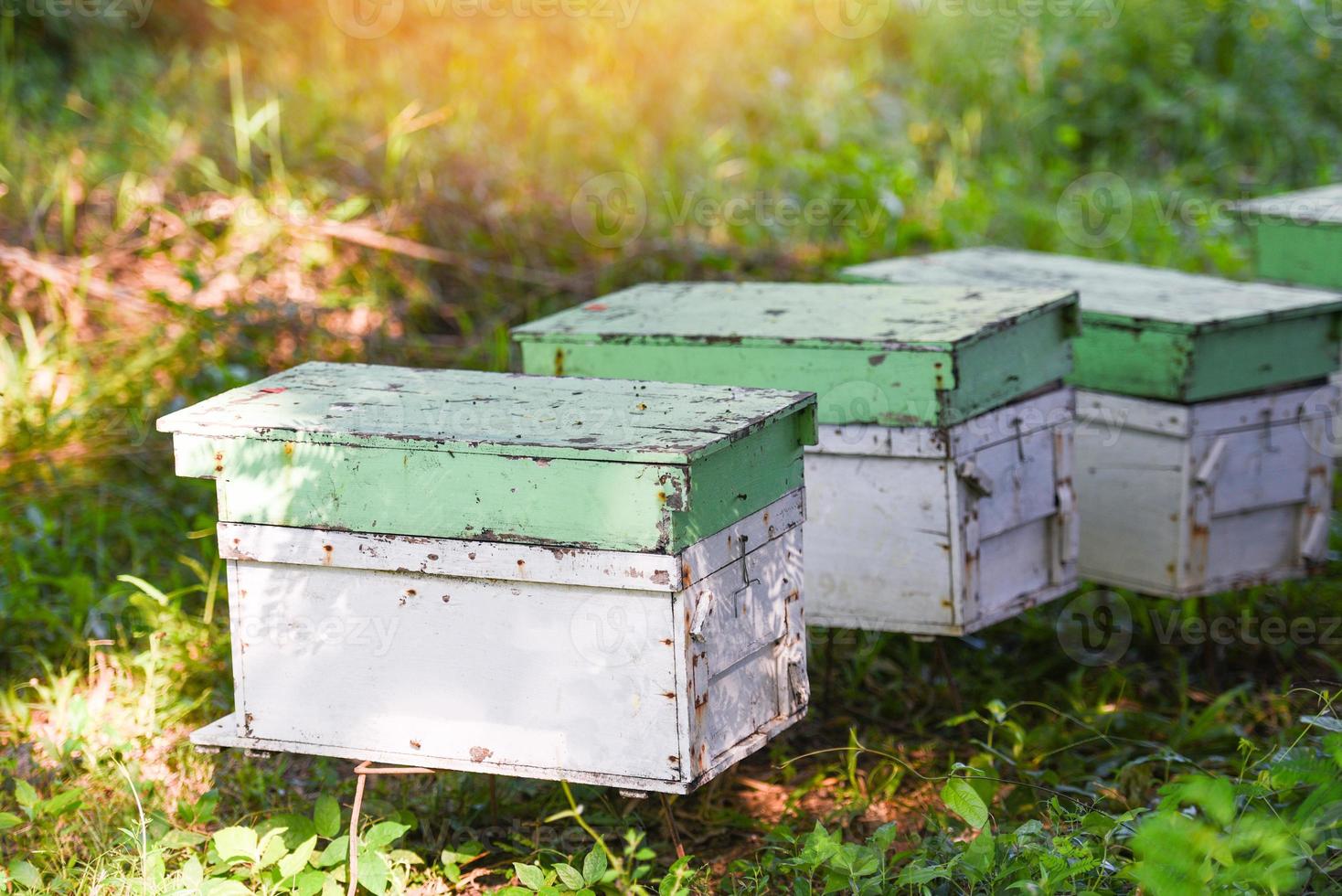 colmenar de abejas colmena de abejas para la recolección de miel, colmena de apicultor con abejas volando a las tablas de aterrizaje. apicultura foto