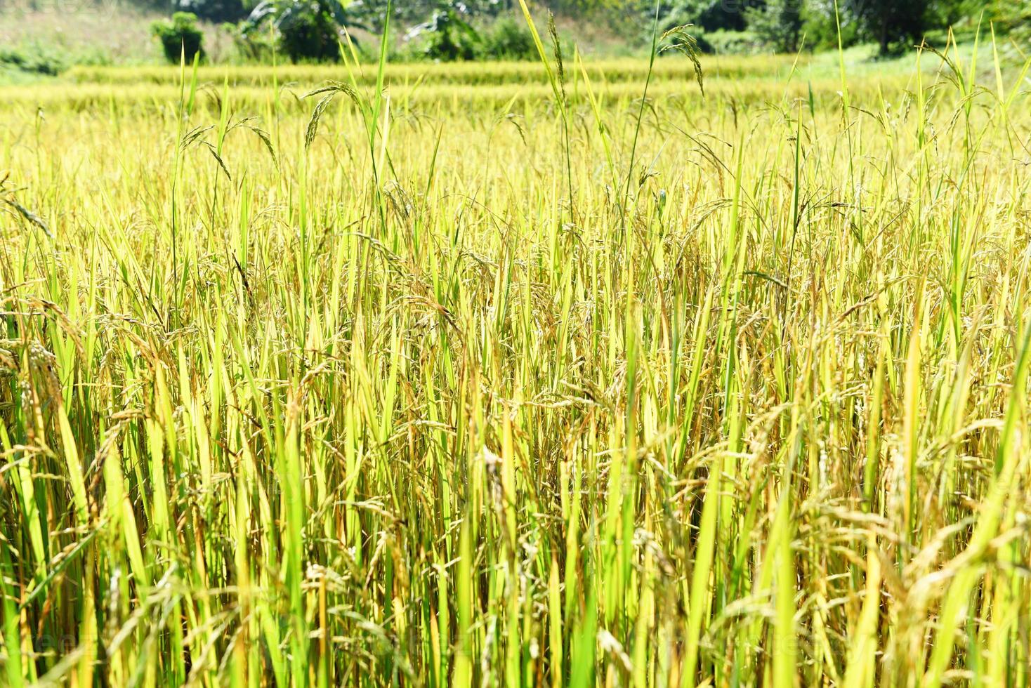 Paddy rice field, Close up rice pant tree at farm agriculture photo