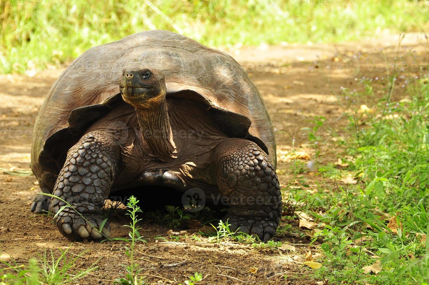 Galapagos Tortoise Galapagos Islands, Ecuador photo