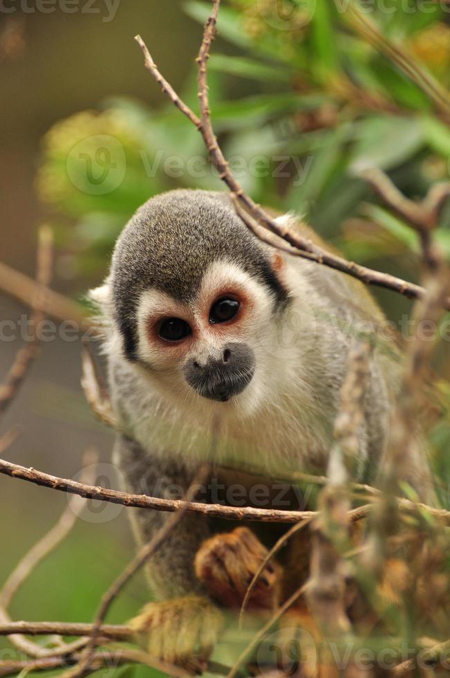 Cute  Squirrel Monkey in a tree photo