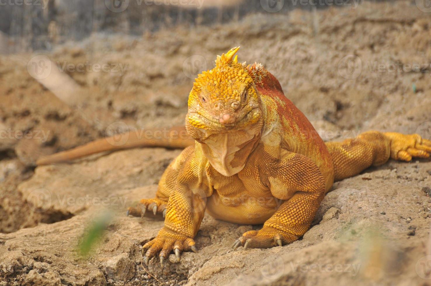 Land Iguana, Galapagos, Ecuador photo