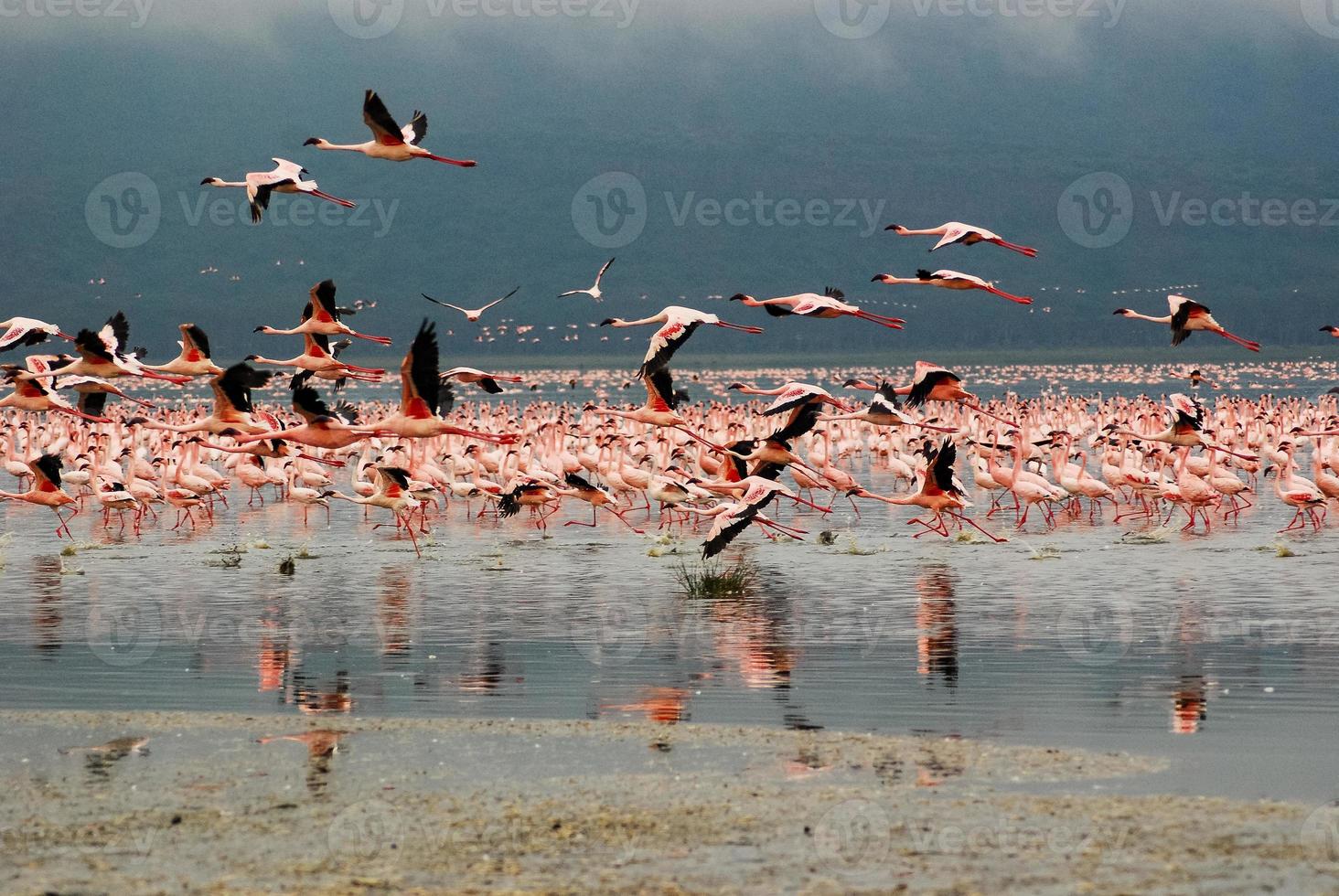 Flamingos at Lake Nakuru photo
