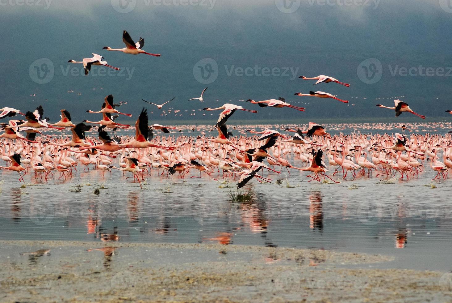 flamencos en el lago nakuru foto