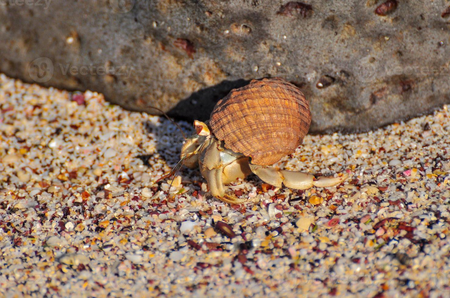 A hermit crab on the beach. photo
