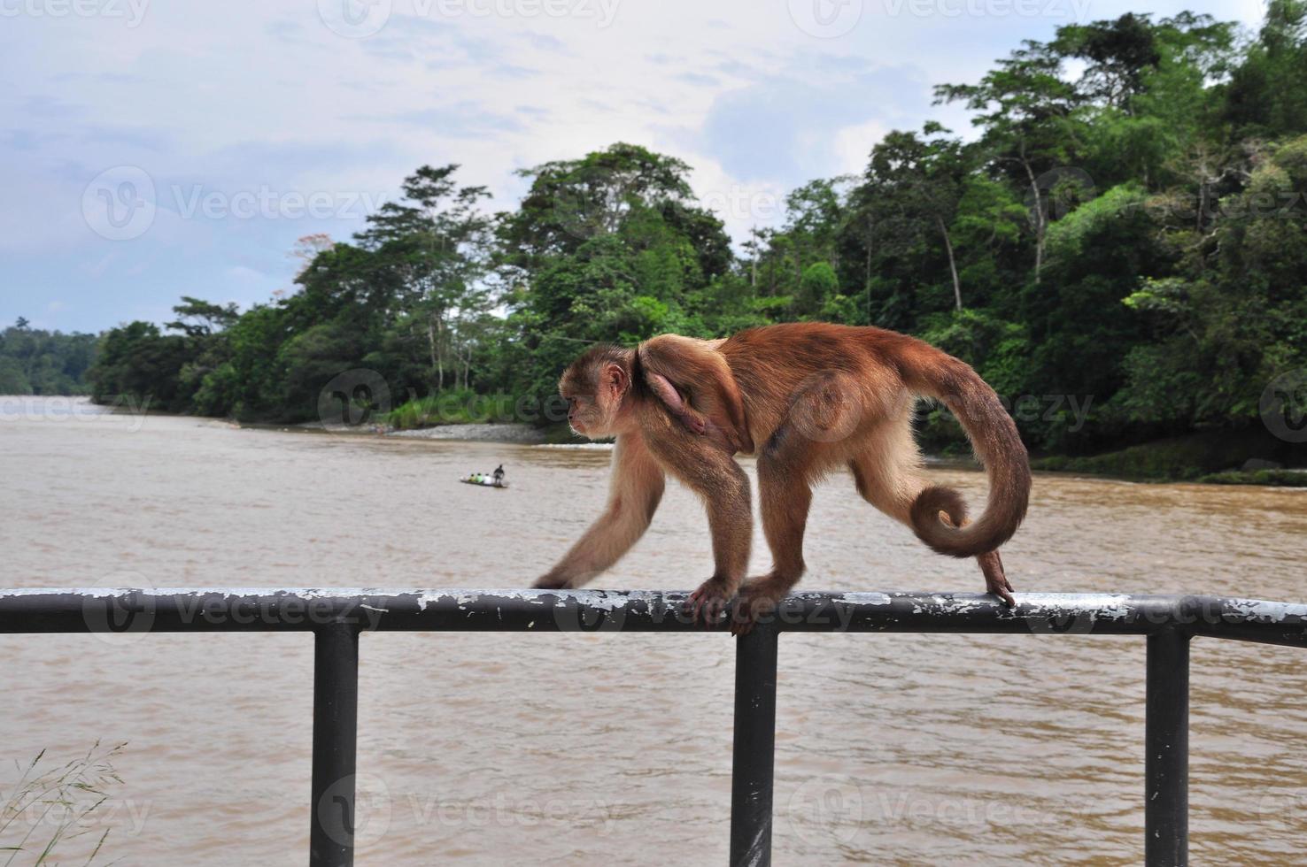 A monkey in the amazon jungle photo