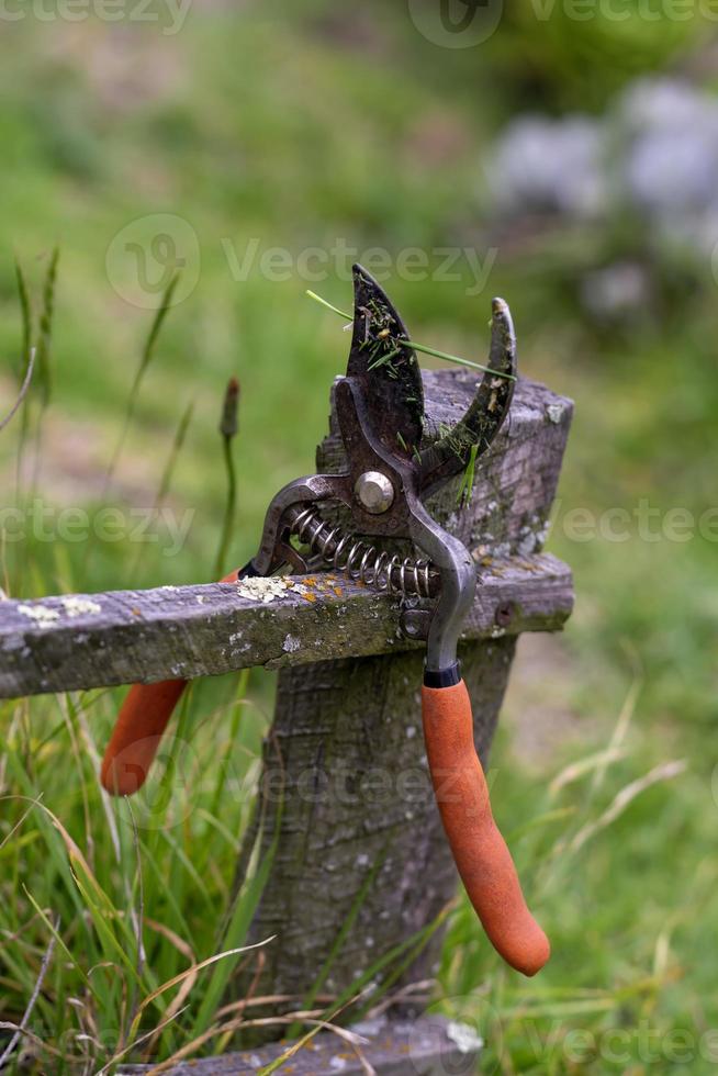 Red garden shears photo