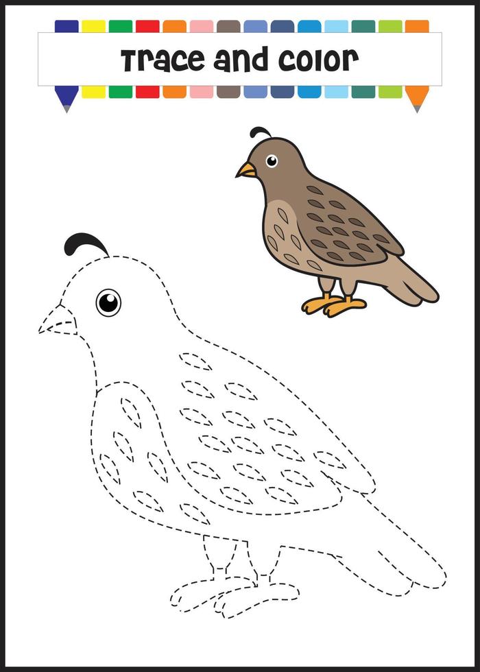 trace ad color the quail. learn for kids to tracing and coloring vector