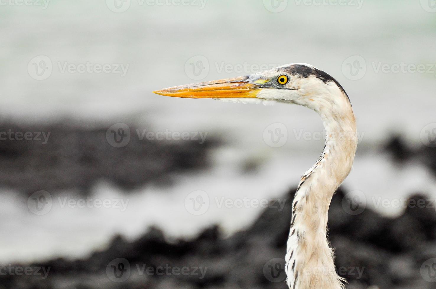 A heron on the rocks photo