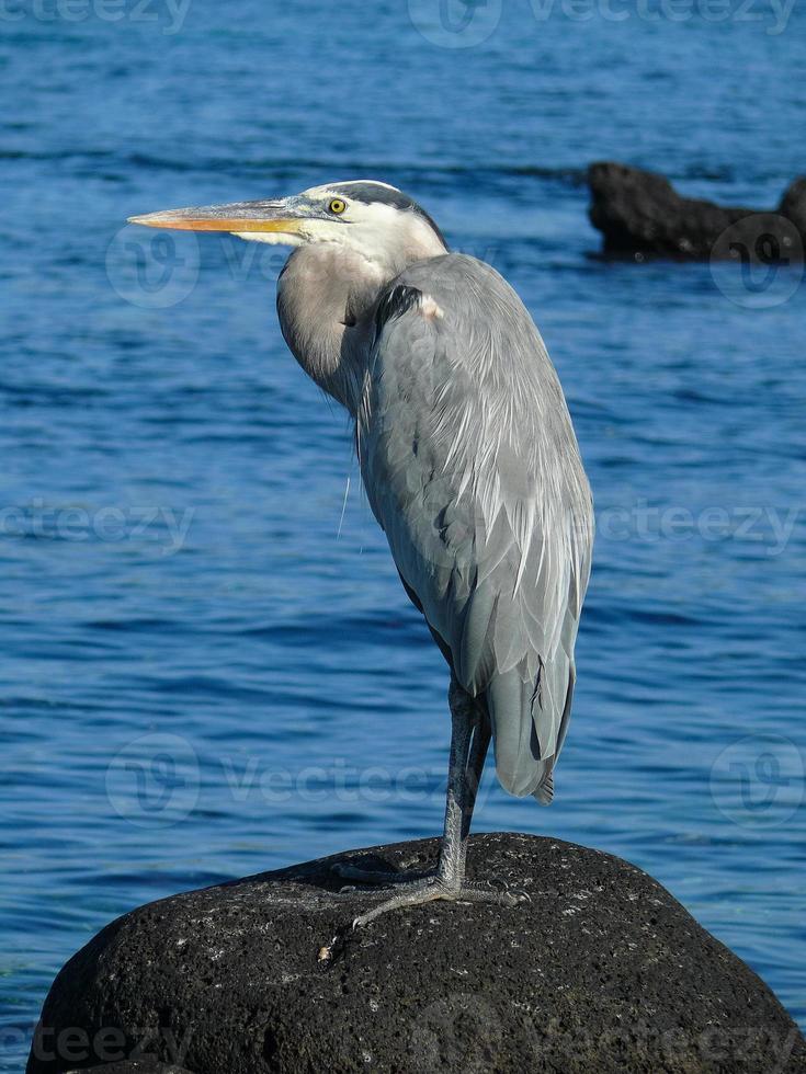 Blue Heron, Ecuador photo