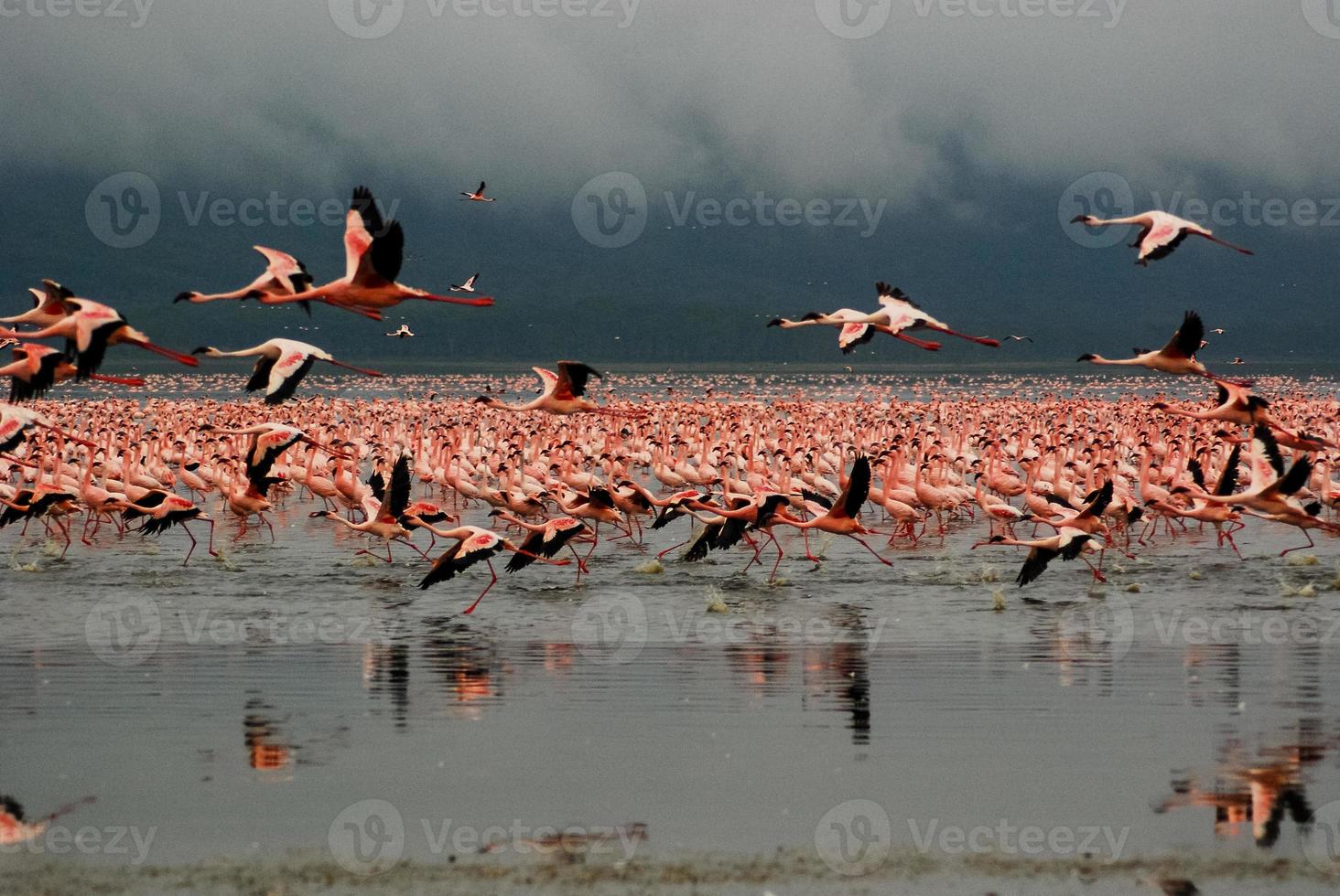 flamencos en el lago nakuru foto