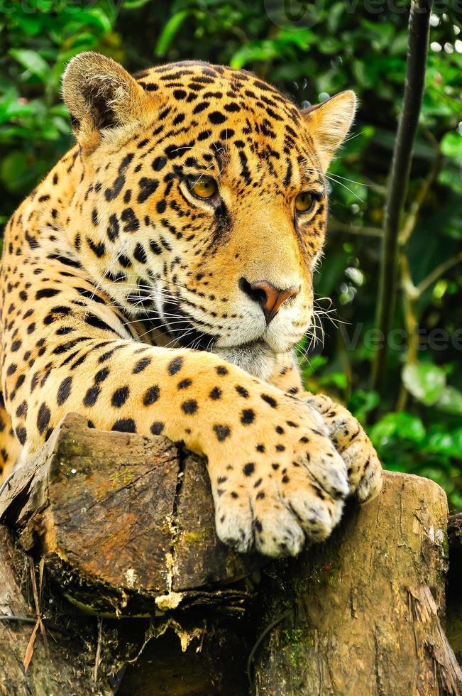 jaguar adulto, ecuador foto