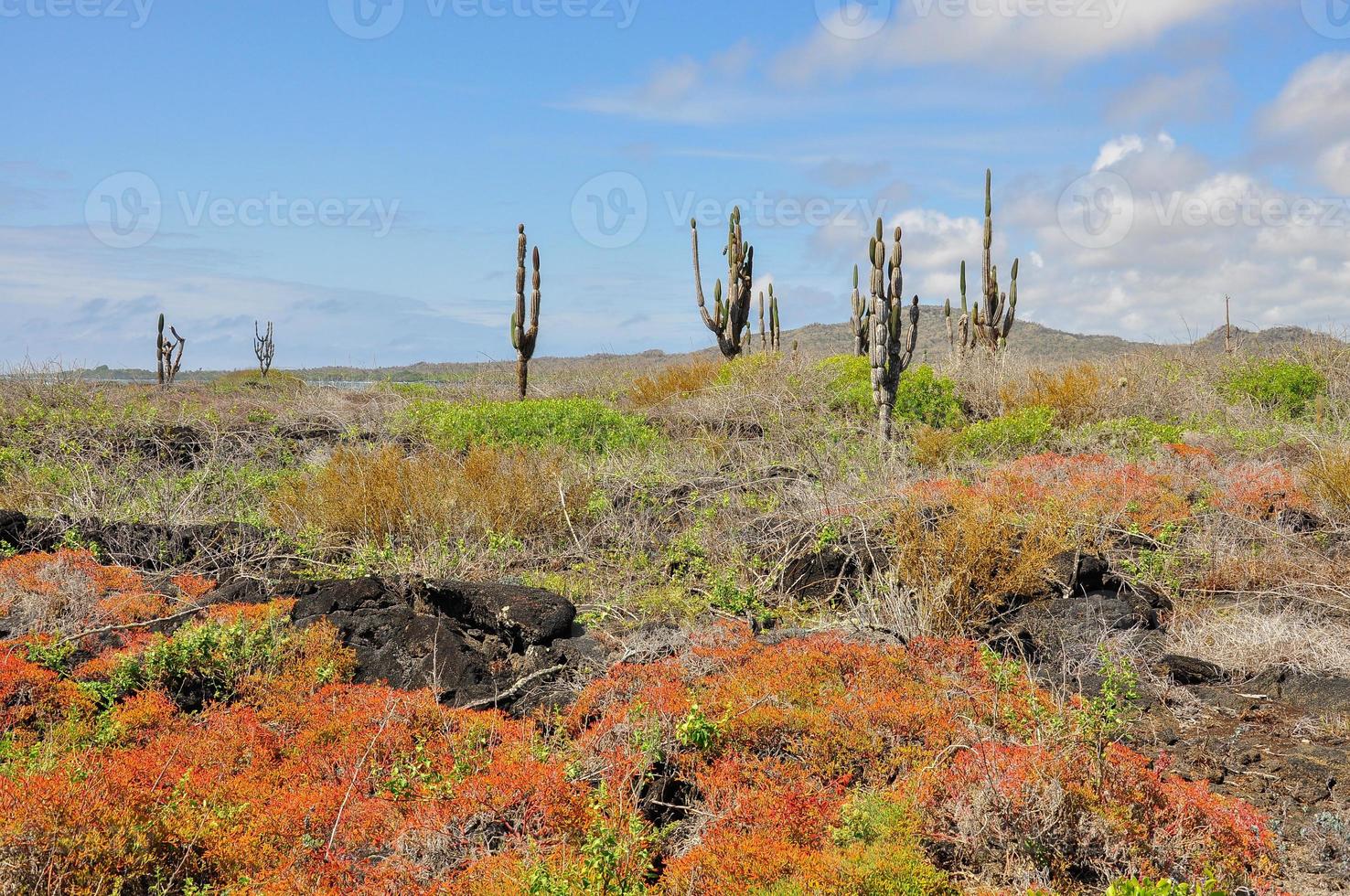 Catcus on Isabela Island, Galapagos, Ecuador photo