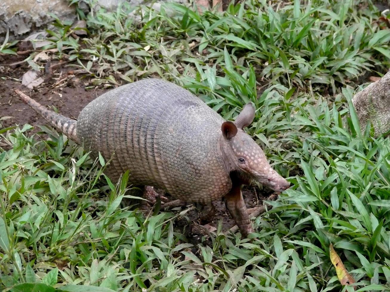 armadillo amazonia ecuador foto