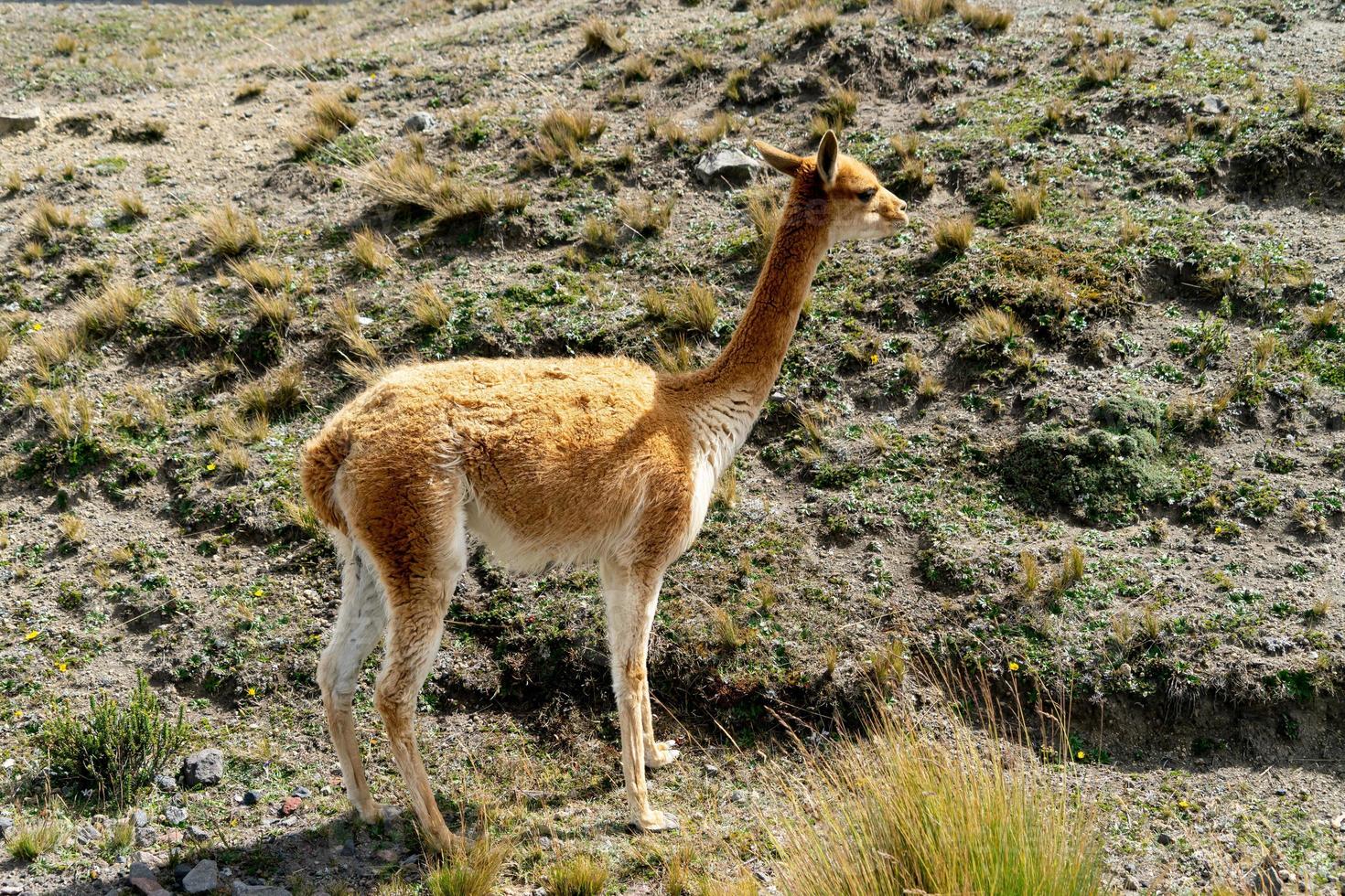 La vida silvestre en la reserva de vida silvestre del chimborazo en Ecuador foto