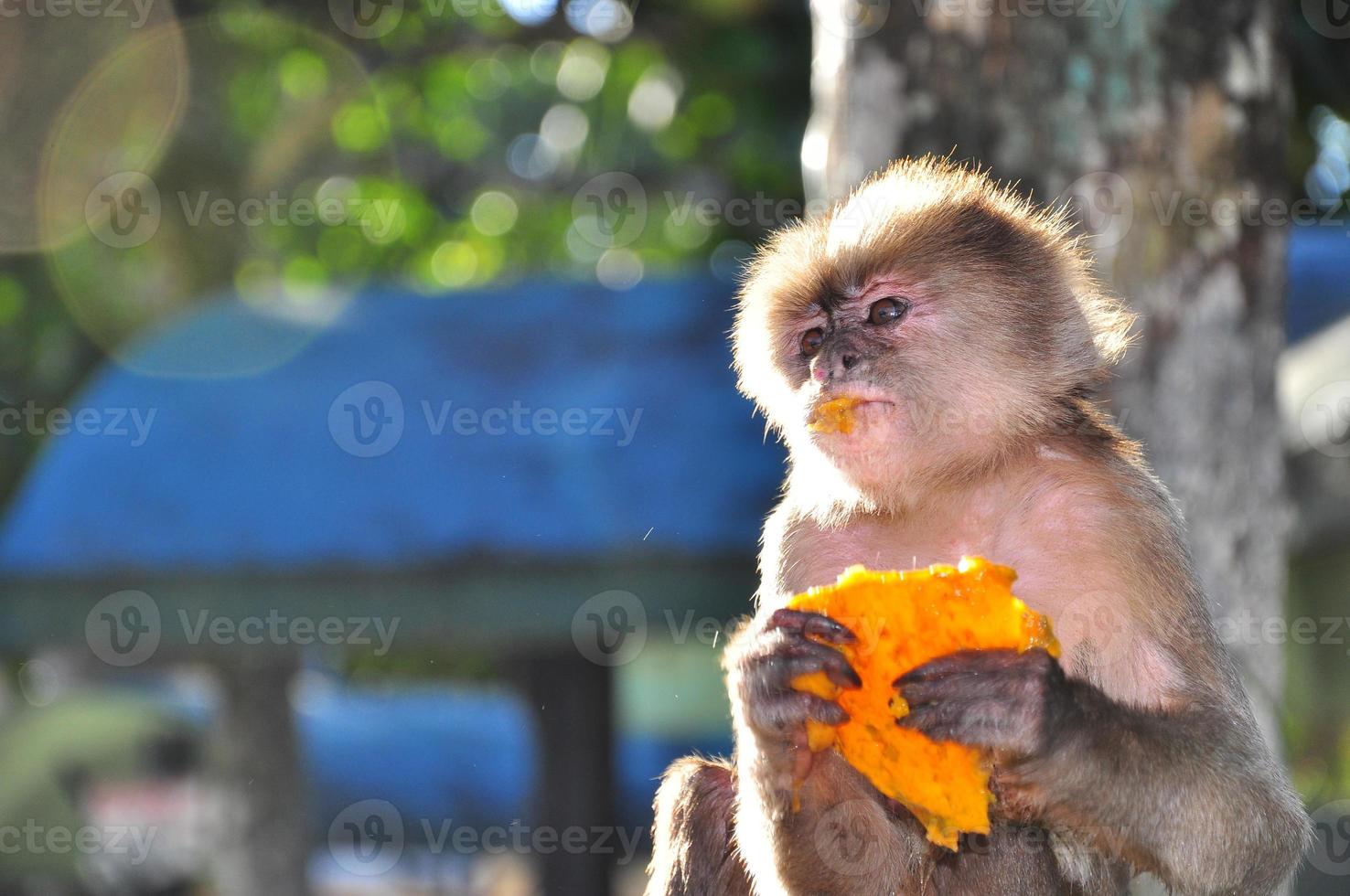 A cappuchine monkey eating papaya photo