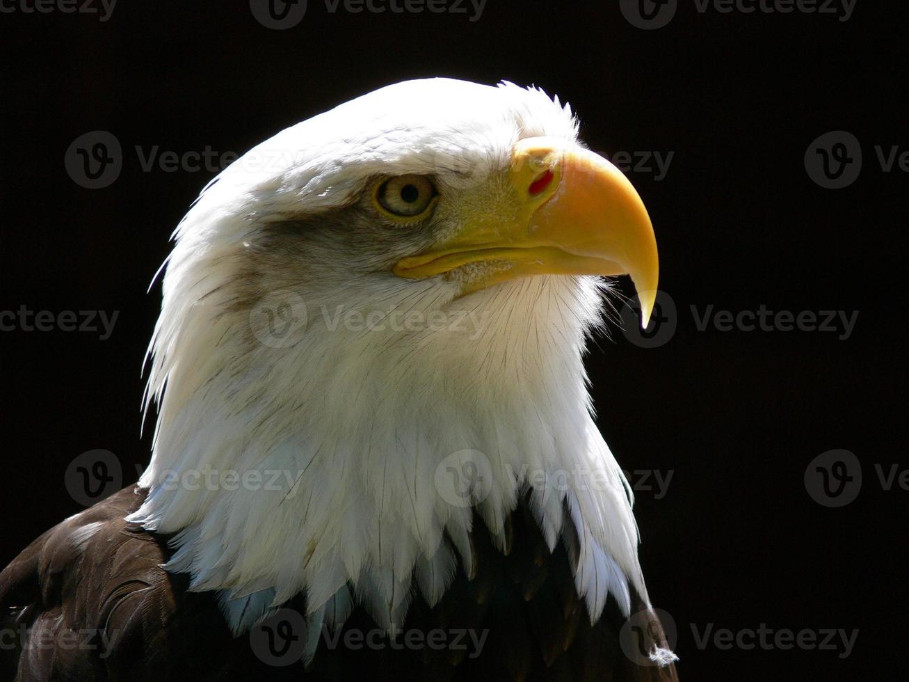 American Bald Eagle photo