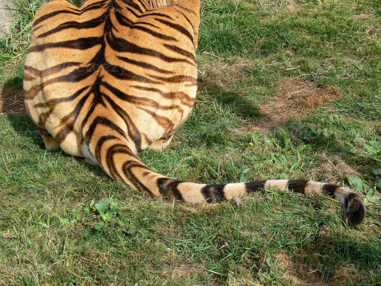 the back and tail of a tiger photo