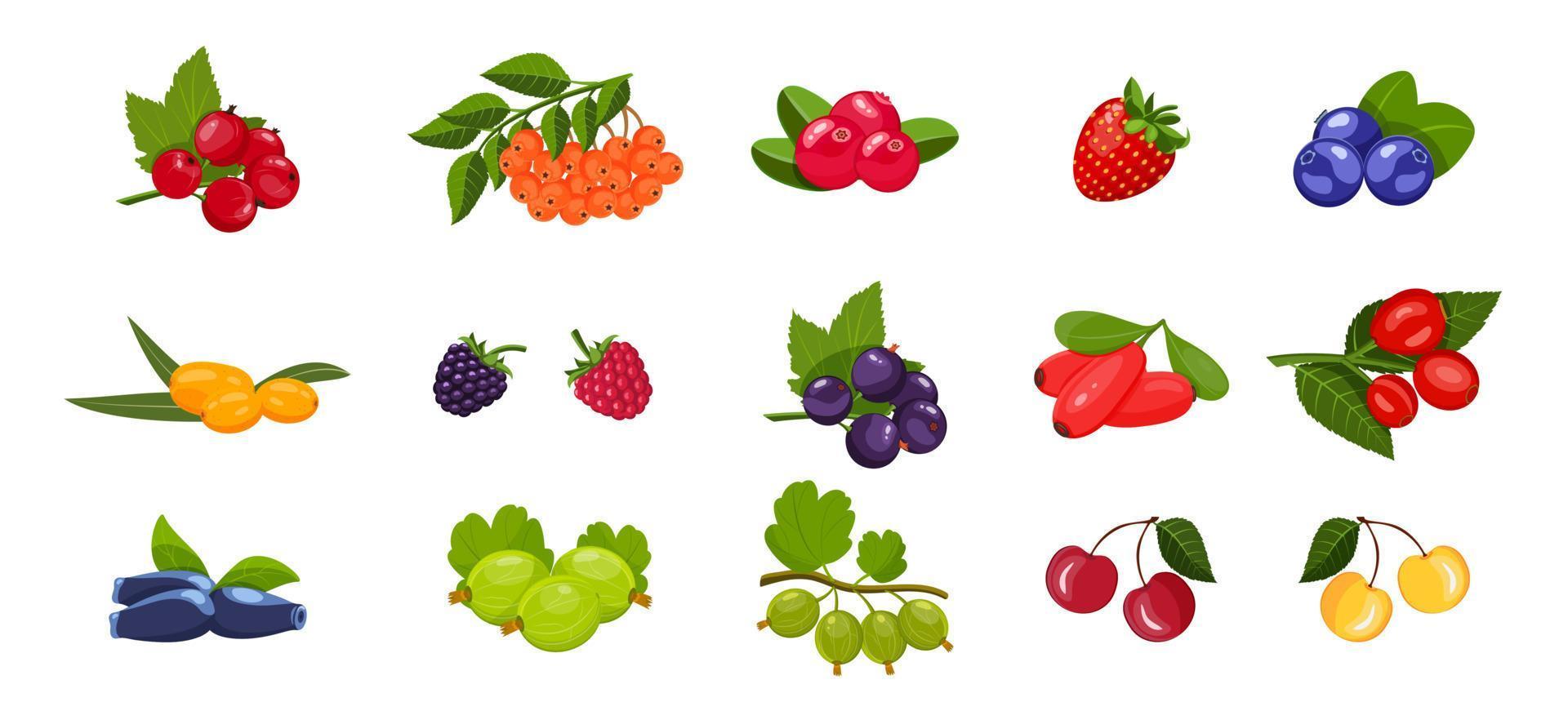 Bright set of berries isolated vector