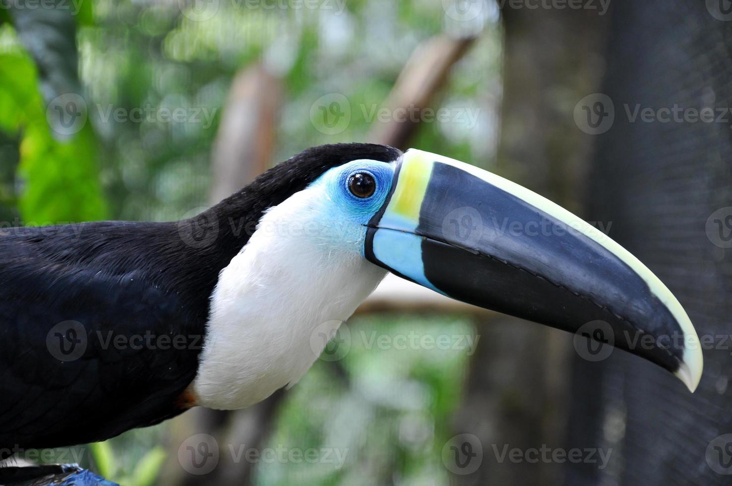 un tucán amazonia, ecuador foto