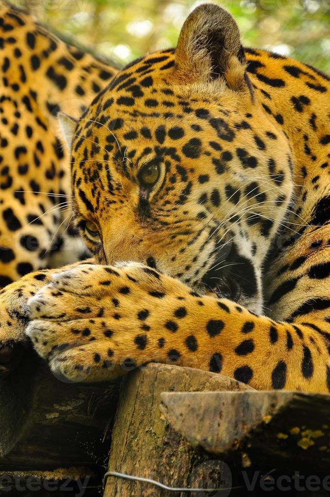 Adult jaguar, Ecuador photo