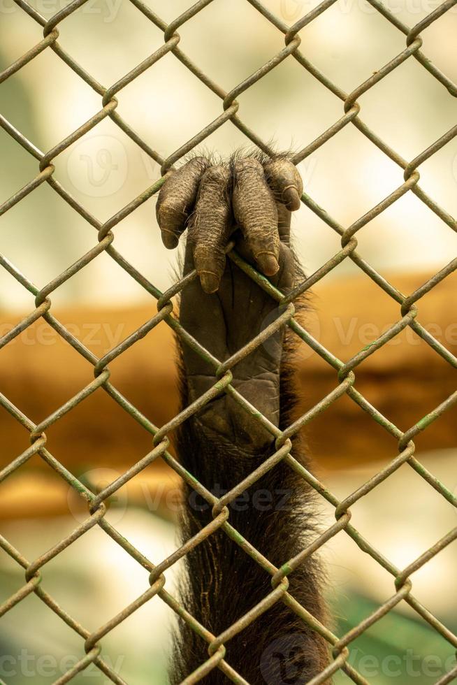 The hand of a monkey behind bars photo