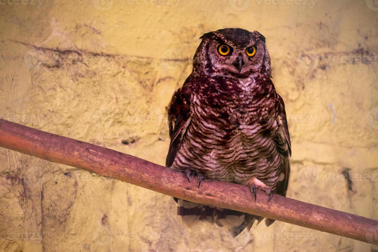 A great horned owl in captivity, photo