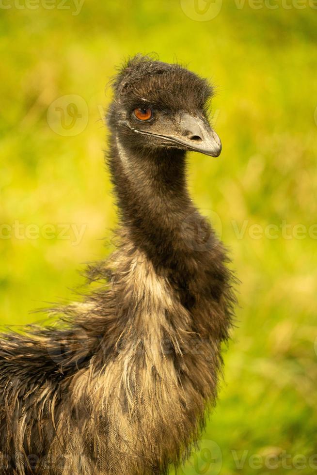 A close up of the head and neck of an emu photo