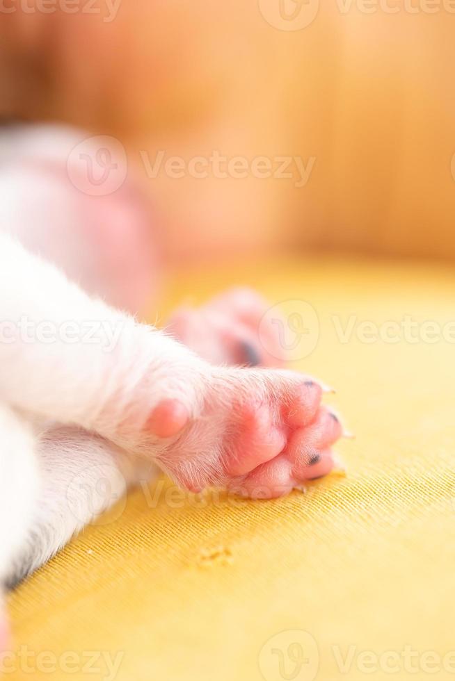A two week old puppy photo