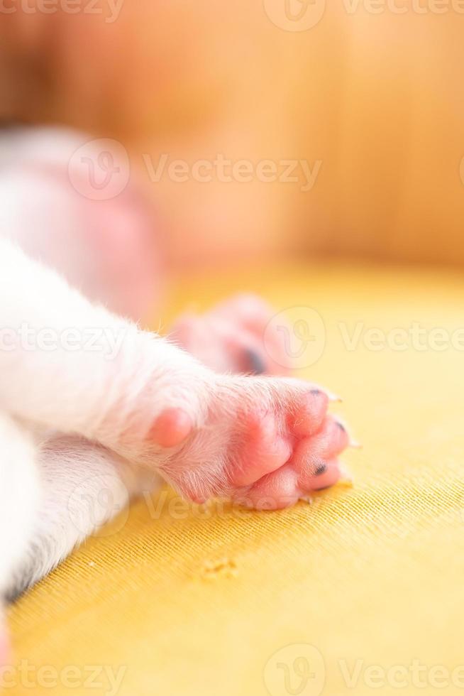 un cachorro de dos semanas foto