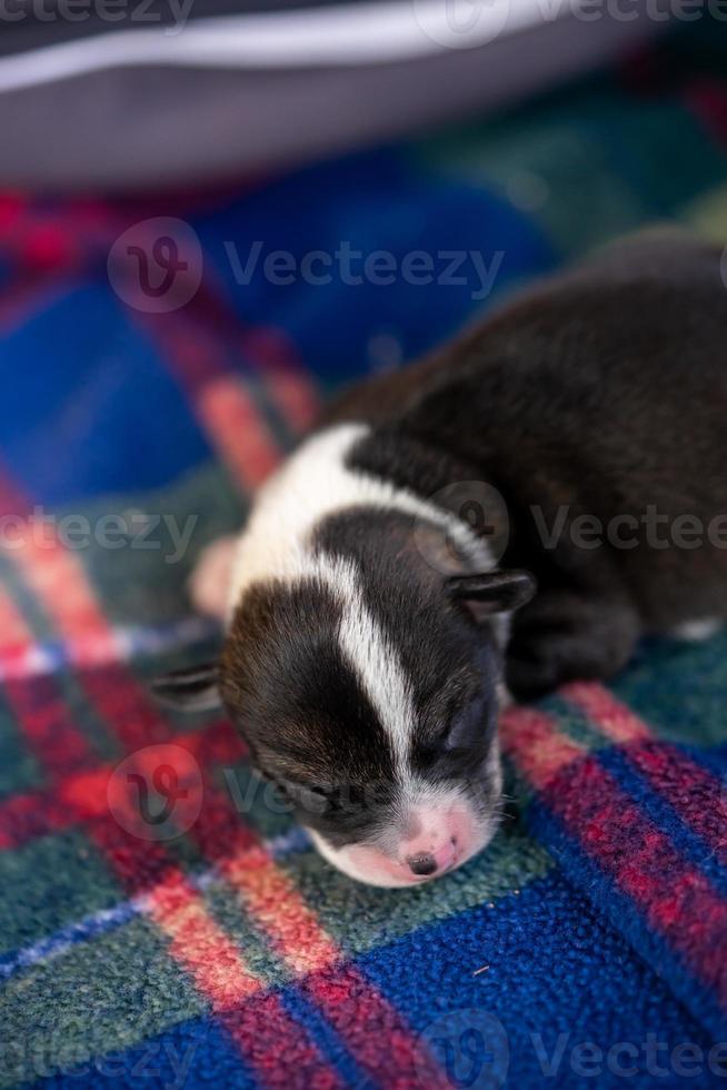 A two week old puppy photo