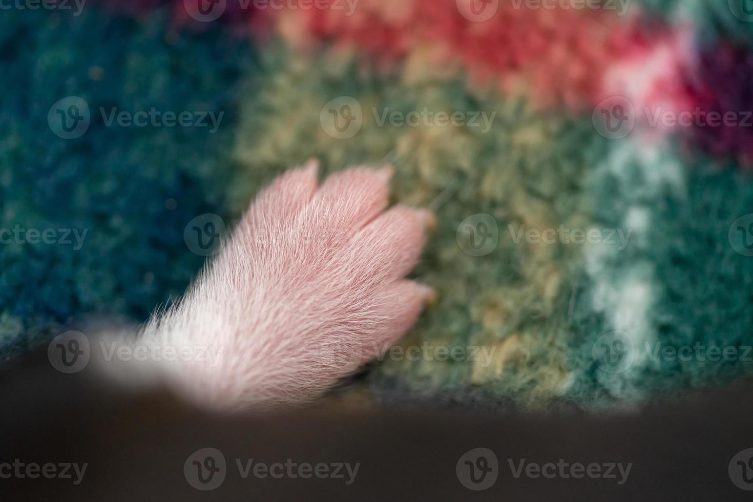 A two week old puppy photo