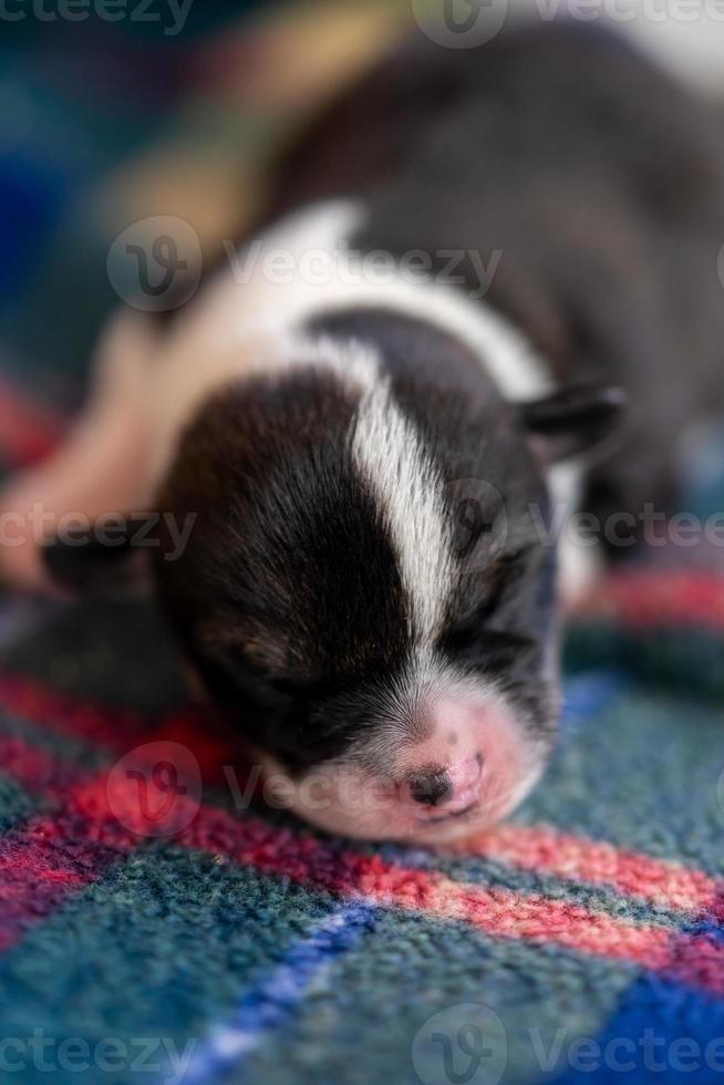 A two week old puppy photo