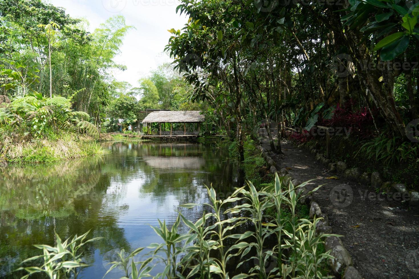 View of lake in Amazon Region photo