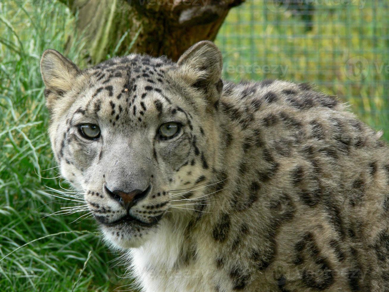 Snow Leopard in a zoo environment photo