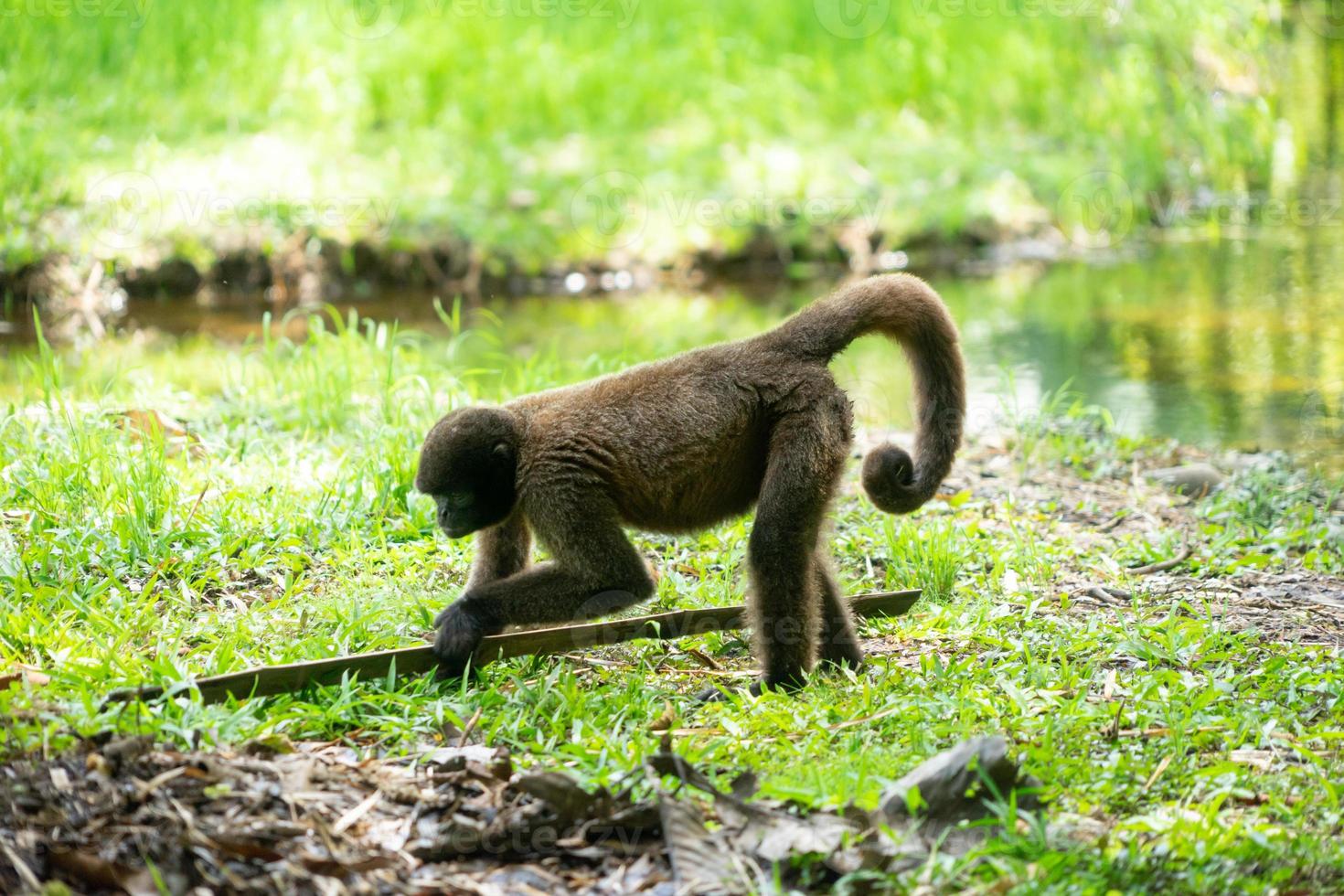 Mono chorongo, Amazonia, Ecuador foto