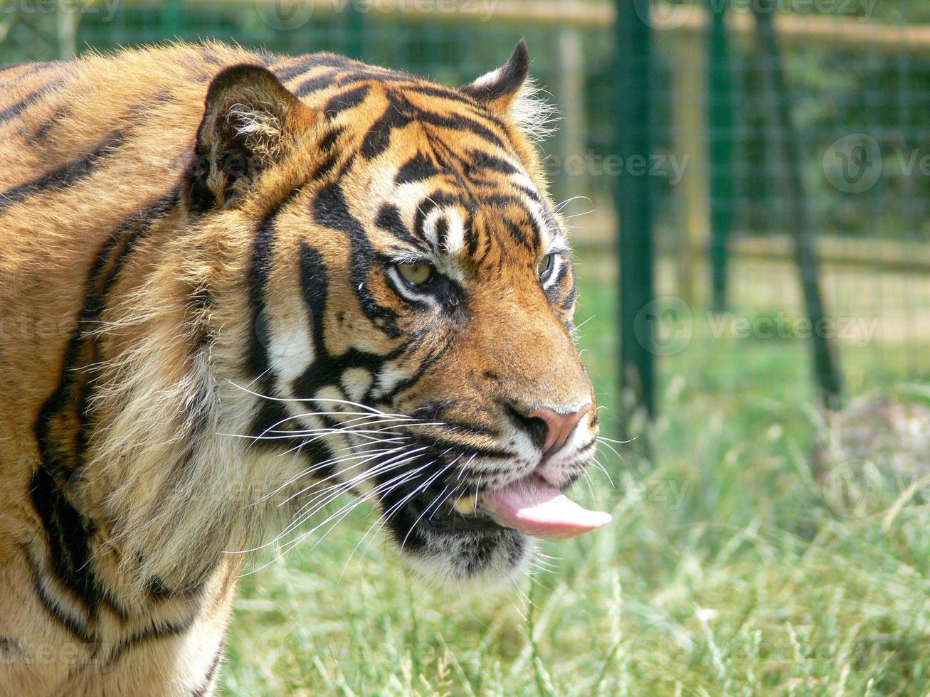 perfil de una cabeza de tigre foto