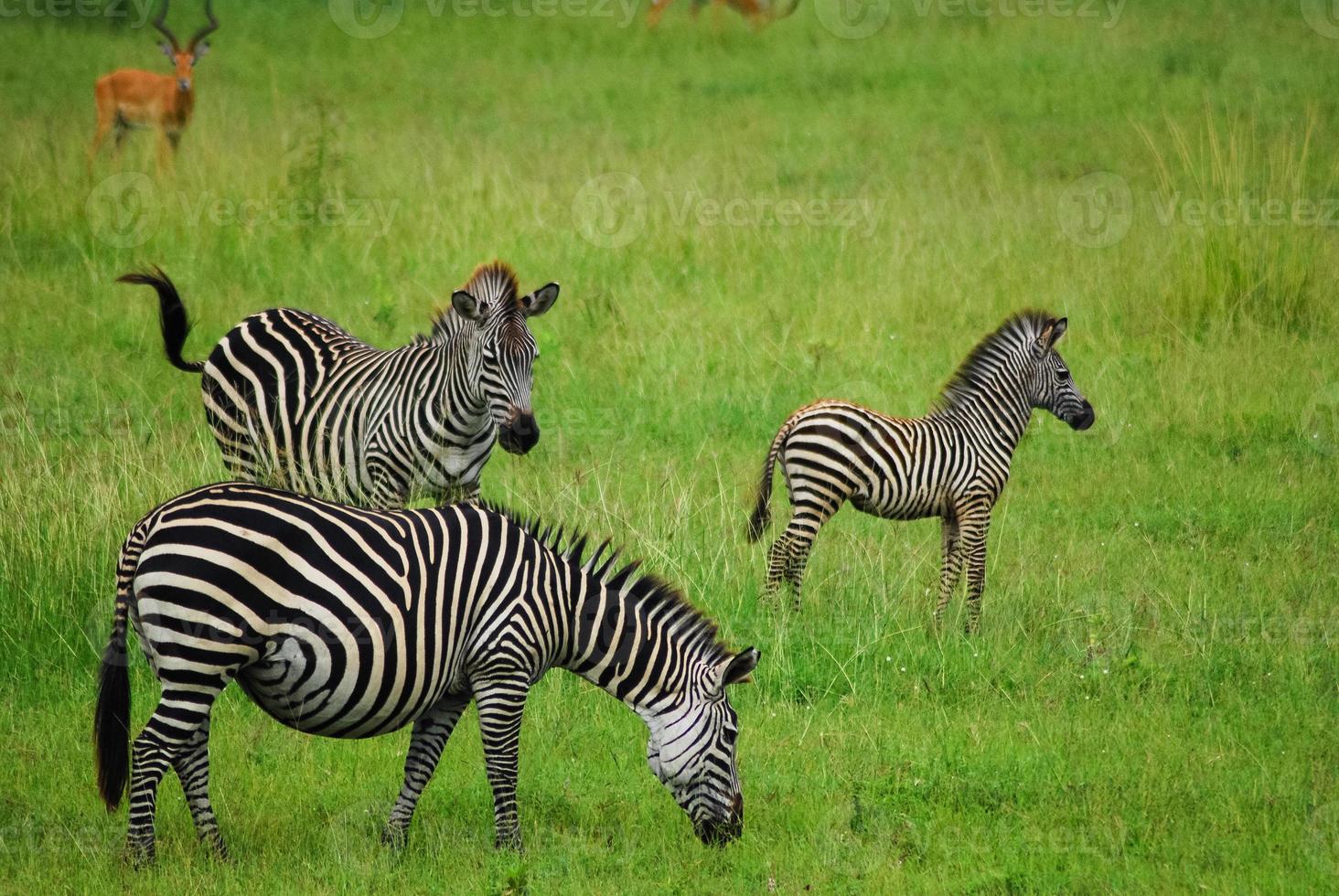 Three Zebras, Africa photo
