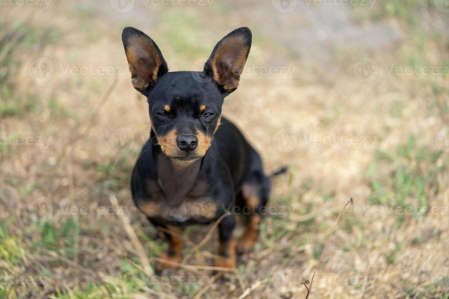 A chichuahua sitting photo
