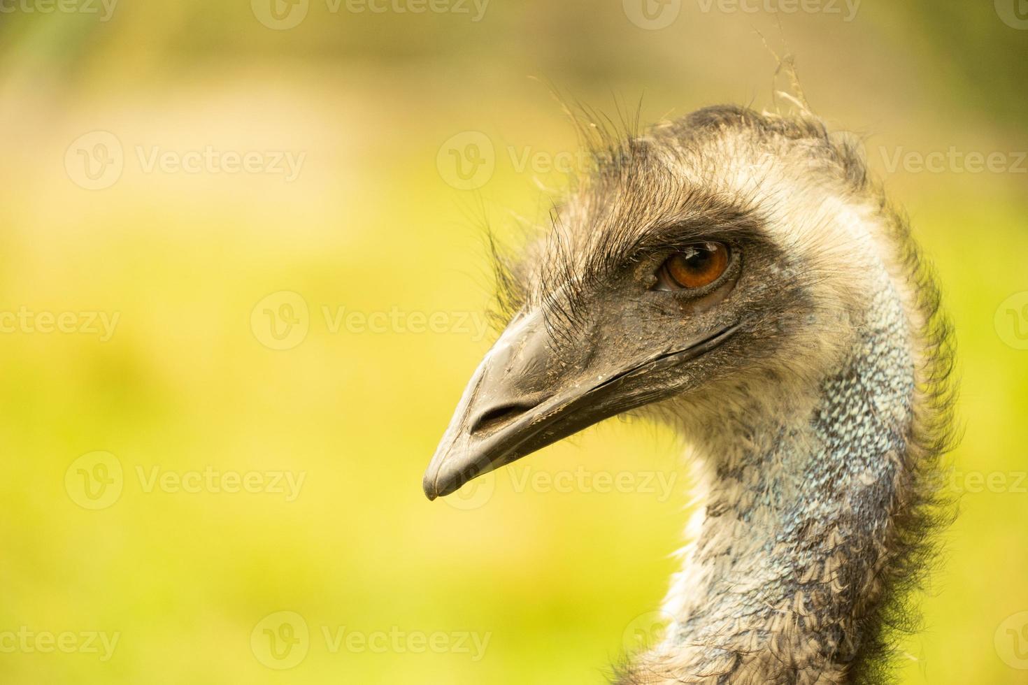 A close up of the head and neck of an emu photo