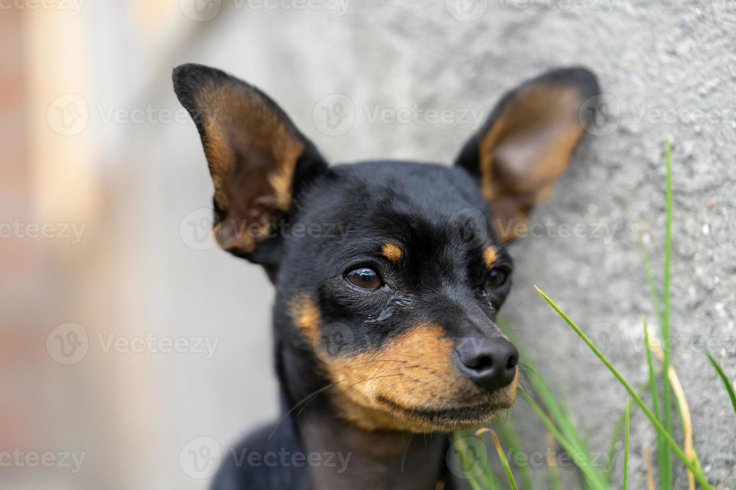 lindo perro cerca de un disparo a la cabeza foto