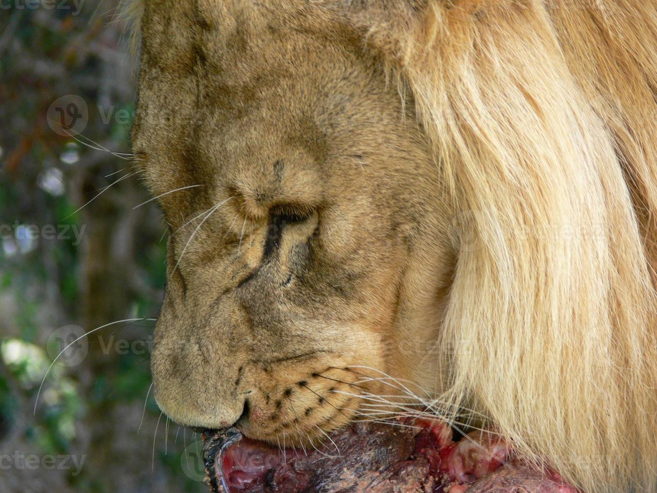 Close up of Lion Eating photo