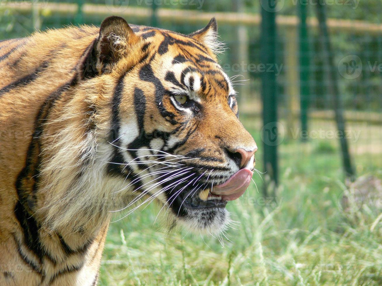 perfil de una cabeza de tigre foto
