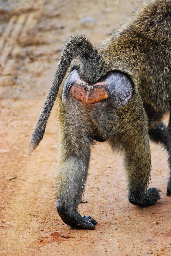 babuino trasero, áfrica foto