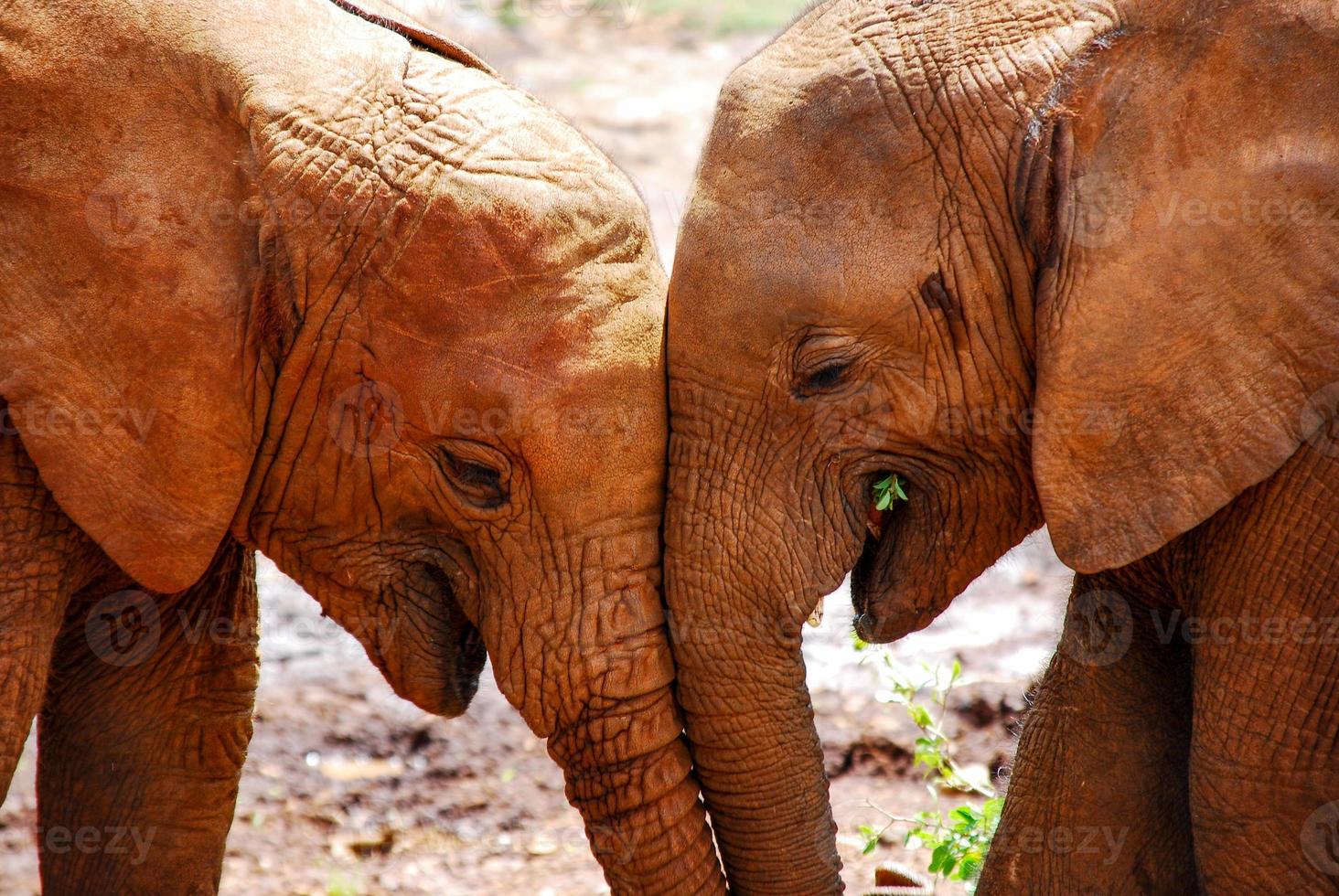 Two elephants together photo