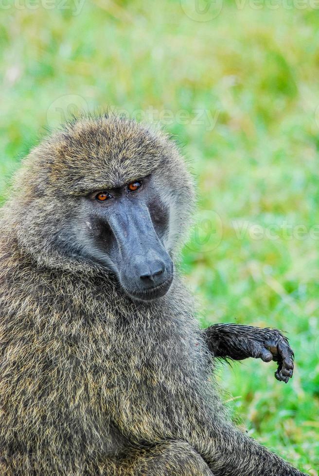 Baboon face, Africa photo