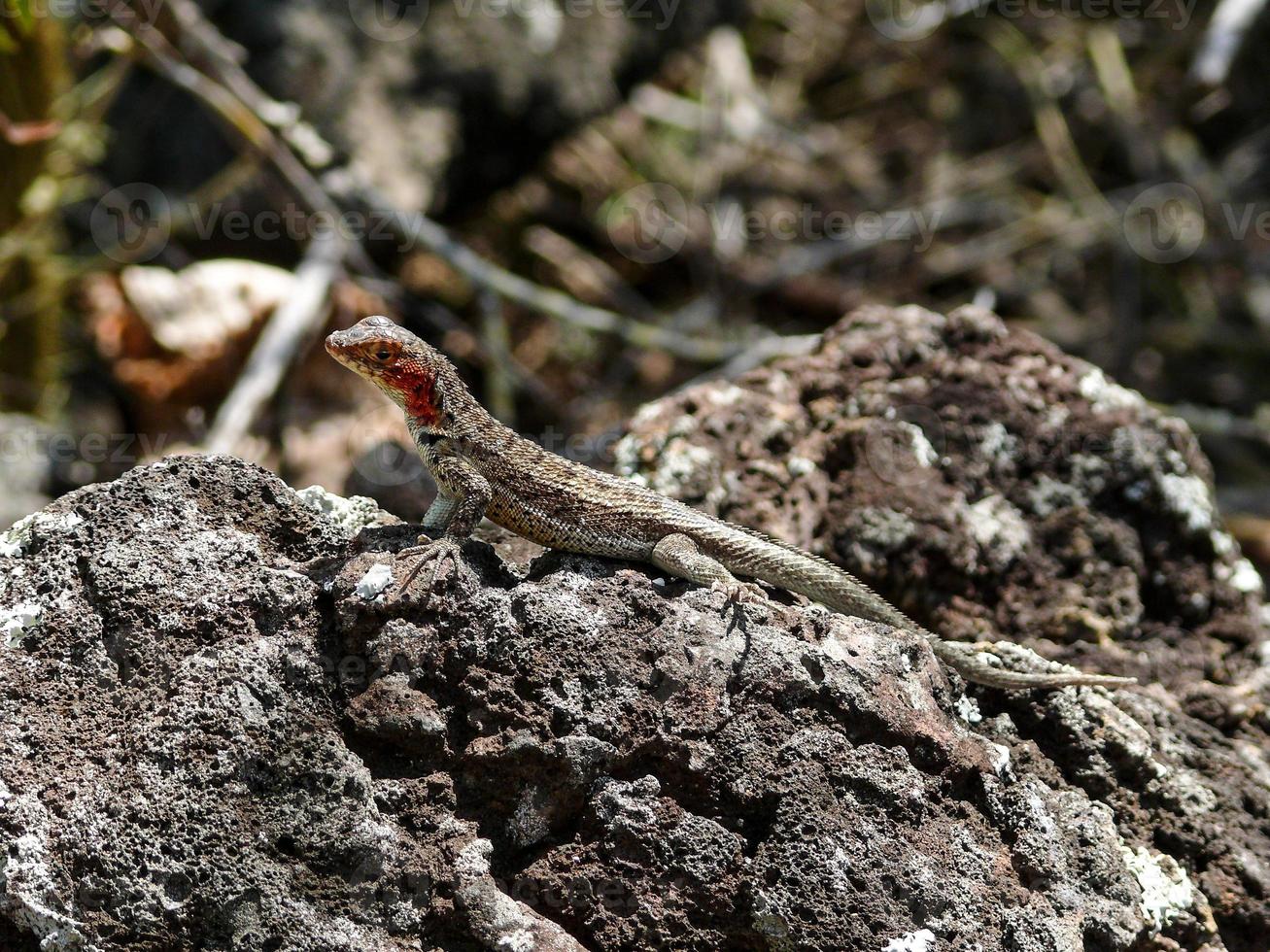 A Lava Lizard, Galapagos photo