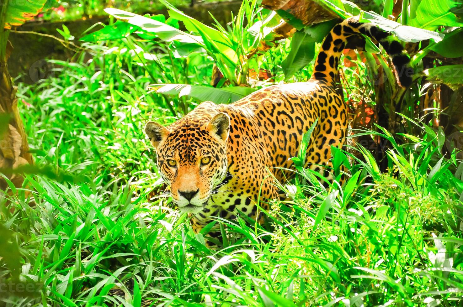 un jaguar en la hierba foto