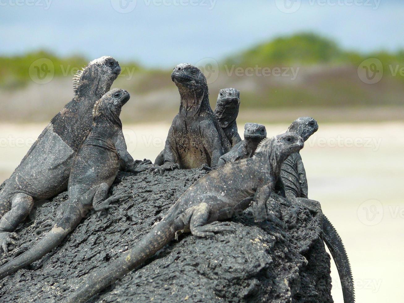 iguana marina, ecuador foto